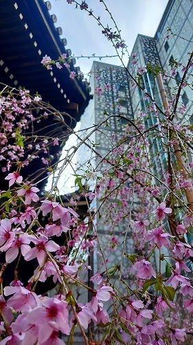 枝垂れ桜3