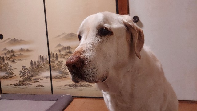 アップ翁
