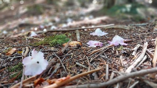 落ちたシャクナゲの花