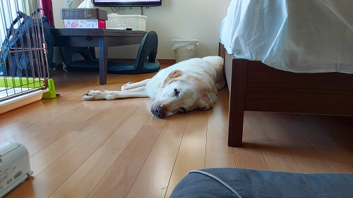 到着して早速昼寝翁