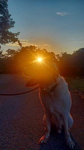 夕暮れの翁３