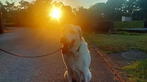 夕暮れの翁２