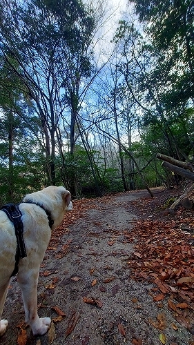 翁後ろ姿と登山道