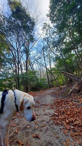 うなだれる翁と登山道