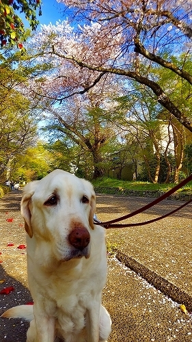 桜と翁