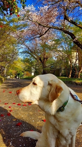 横向き翁