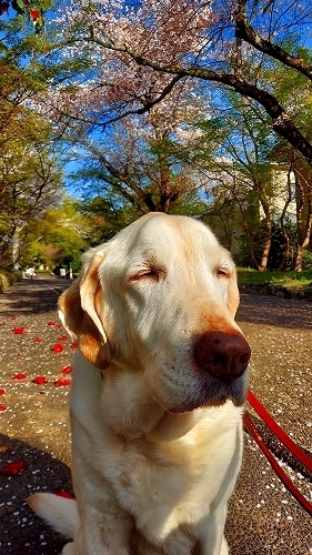 目つむり翁