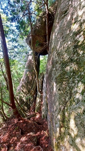 蟻の塔渡り１