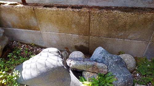 コンクリ壁　１０日後
