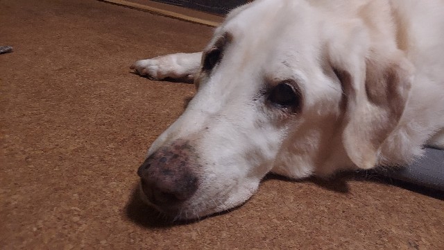 チラ見翁