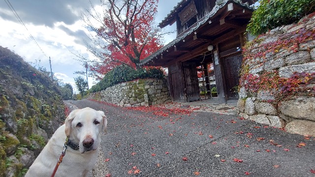 禅華院と翁と紅葉と落ち葉