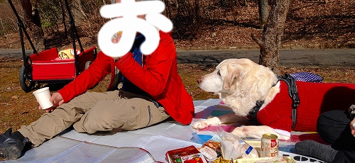 おっちゃんが持つイカフライを狙う翁（食べられないけど）