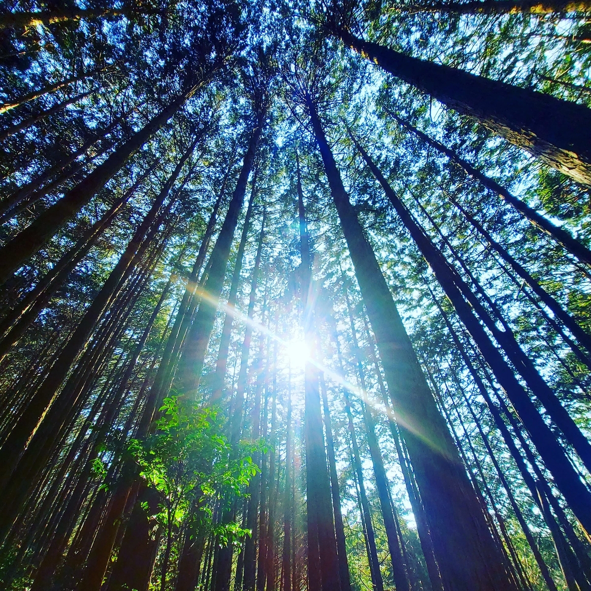 翁と山歩きでの木漏れ日