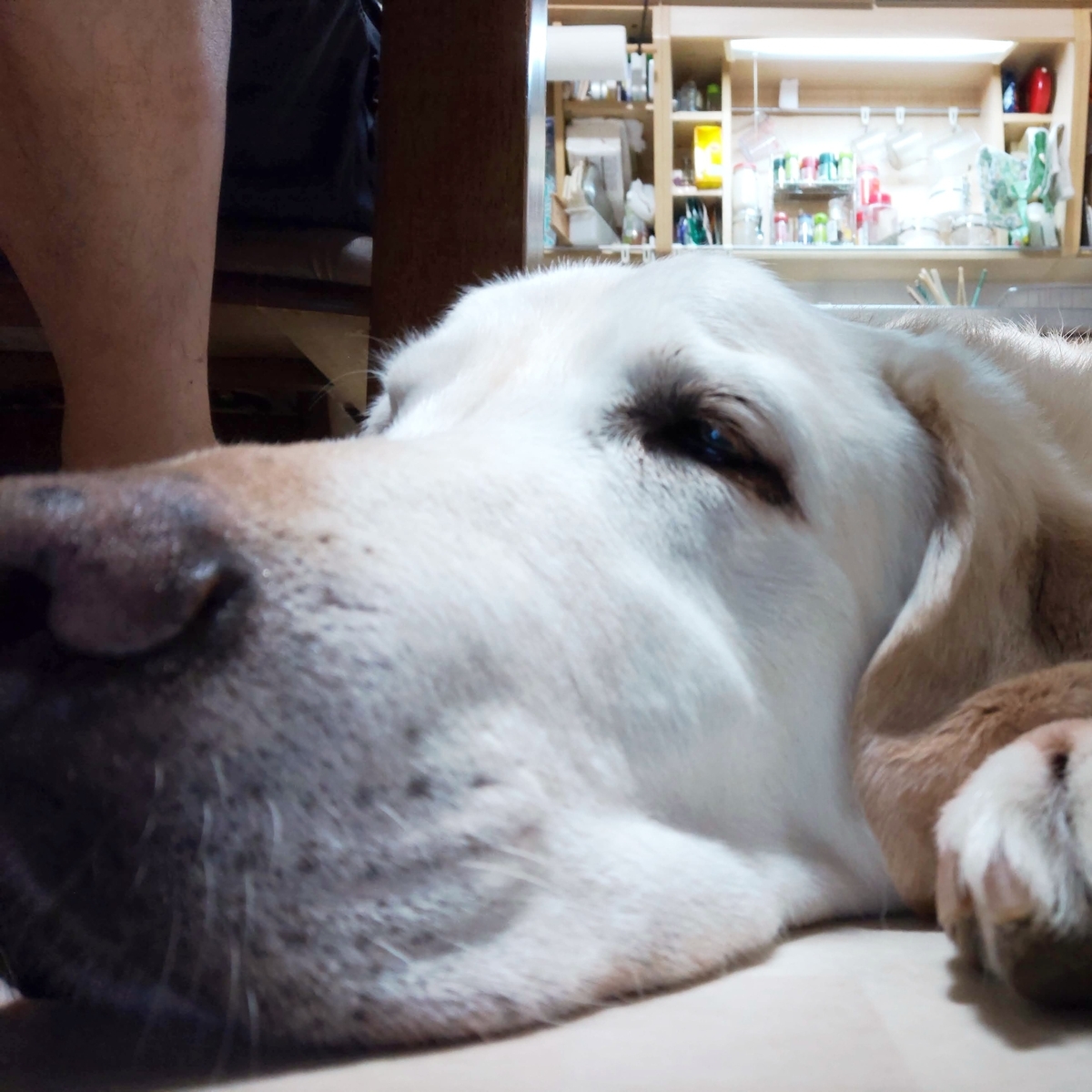 平べったい犬