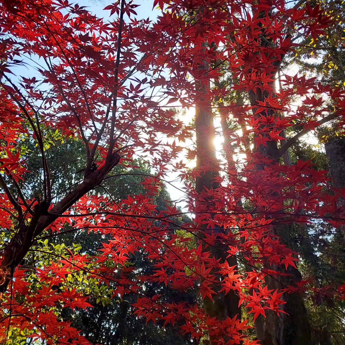 紅葉