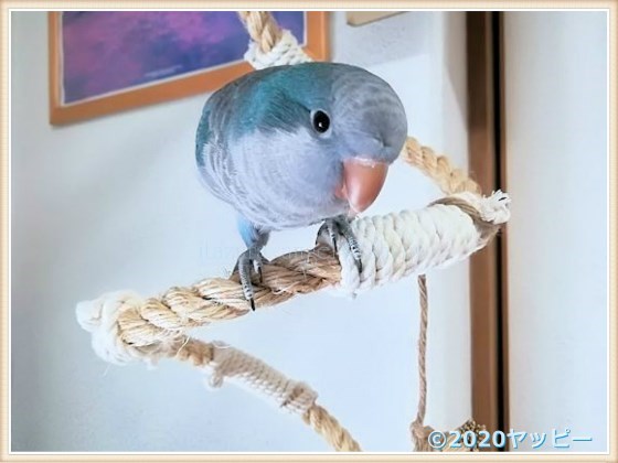 f:id:okinan181025:20200914230217j:plain f:id:okinan181025:20200914230217j:plain