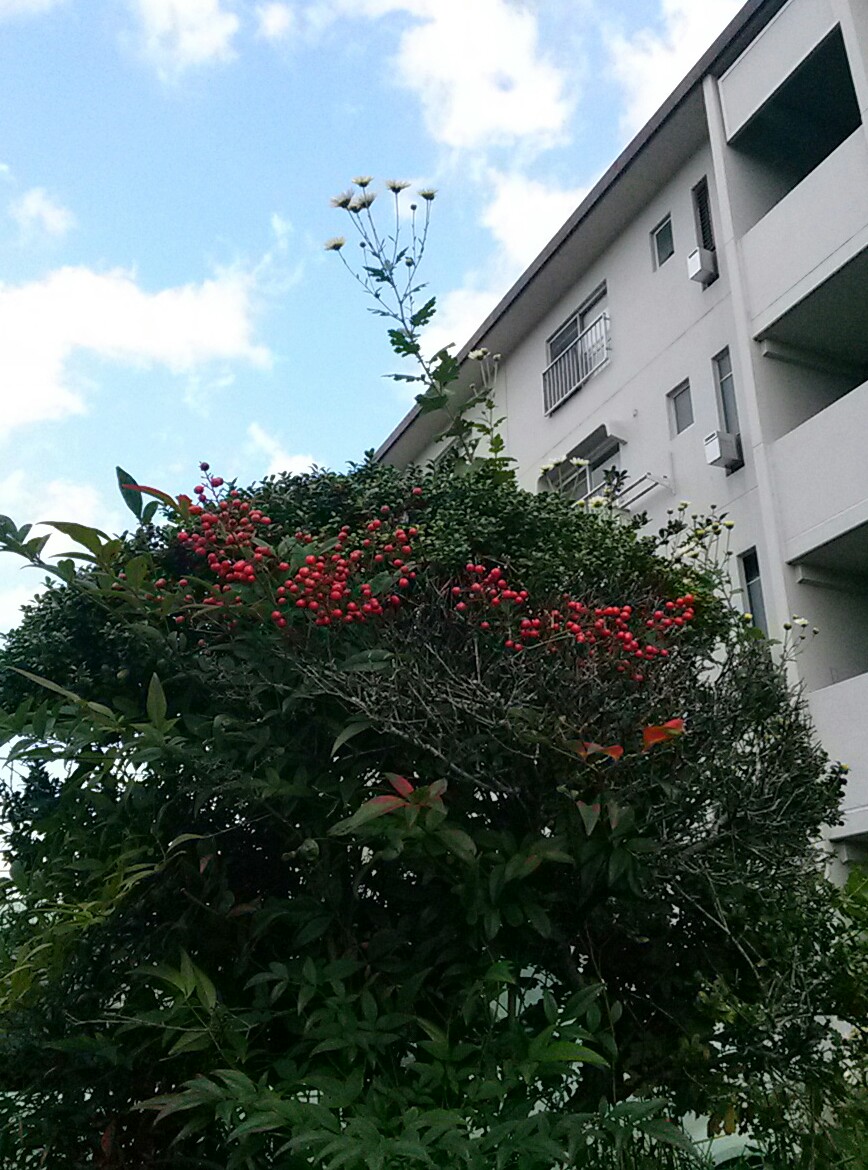 f:id:okinawa-rail:20201116003032j:plain