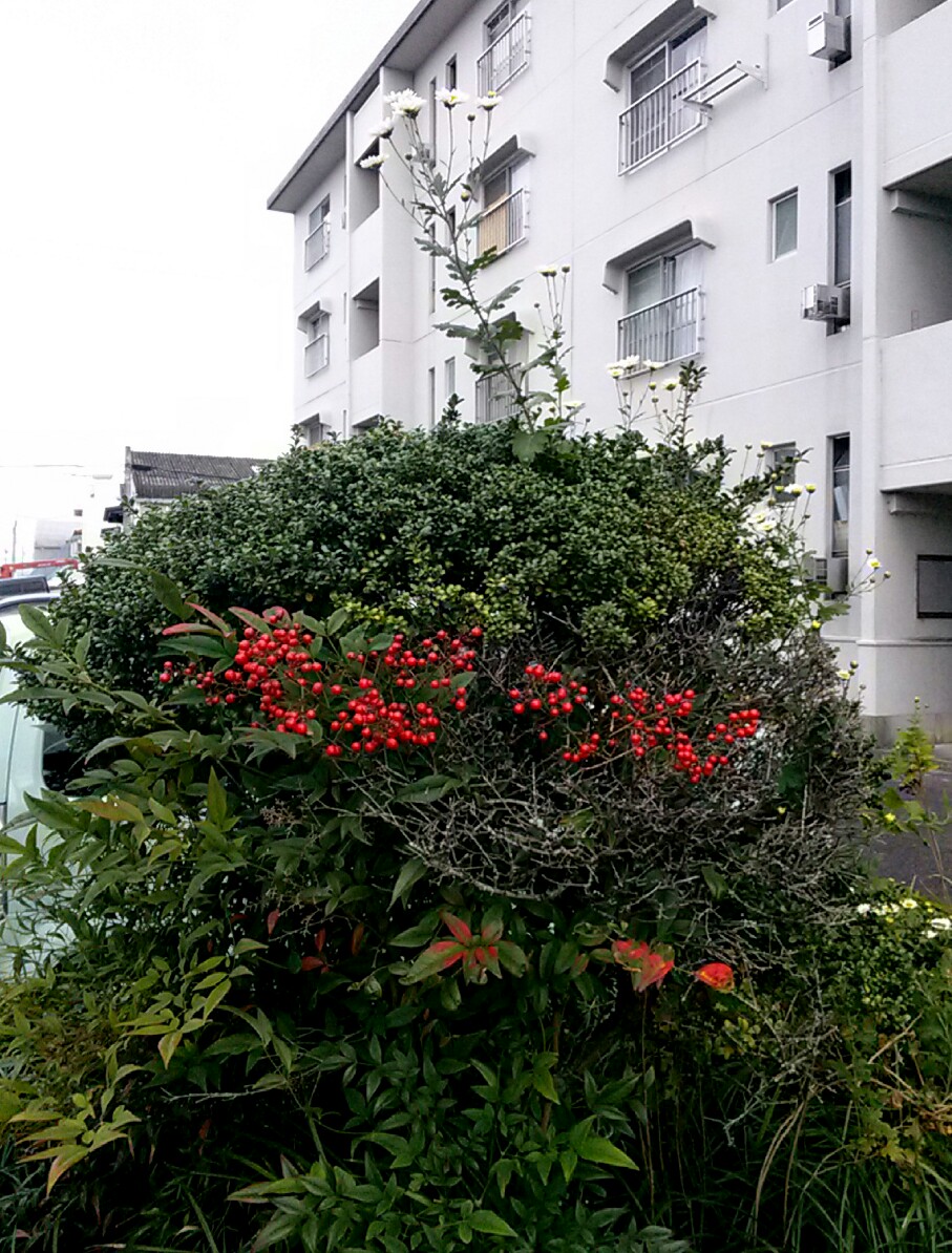 f:id:okinawa-rail:20201116003108j:plain