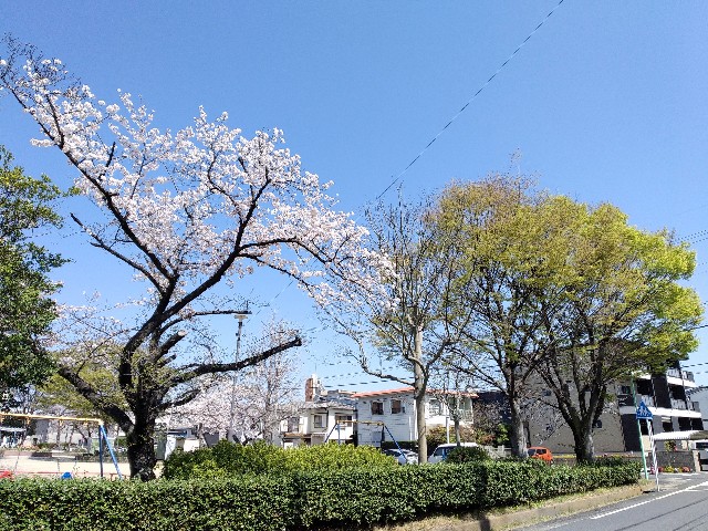 f:id:okinawa-rail:20230410212822j:image