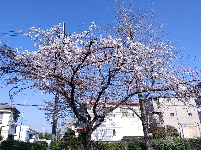 f:id:okinawa-rail:20230410214003j:image