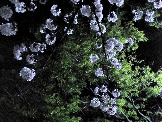f:id:okinawa-rail:20230410214728j:image