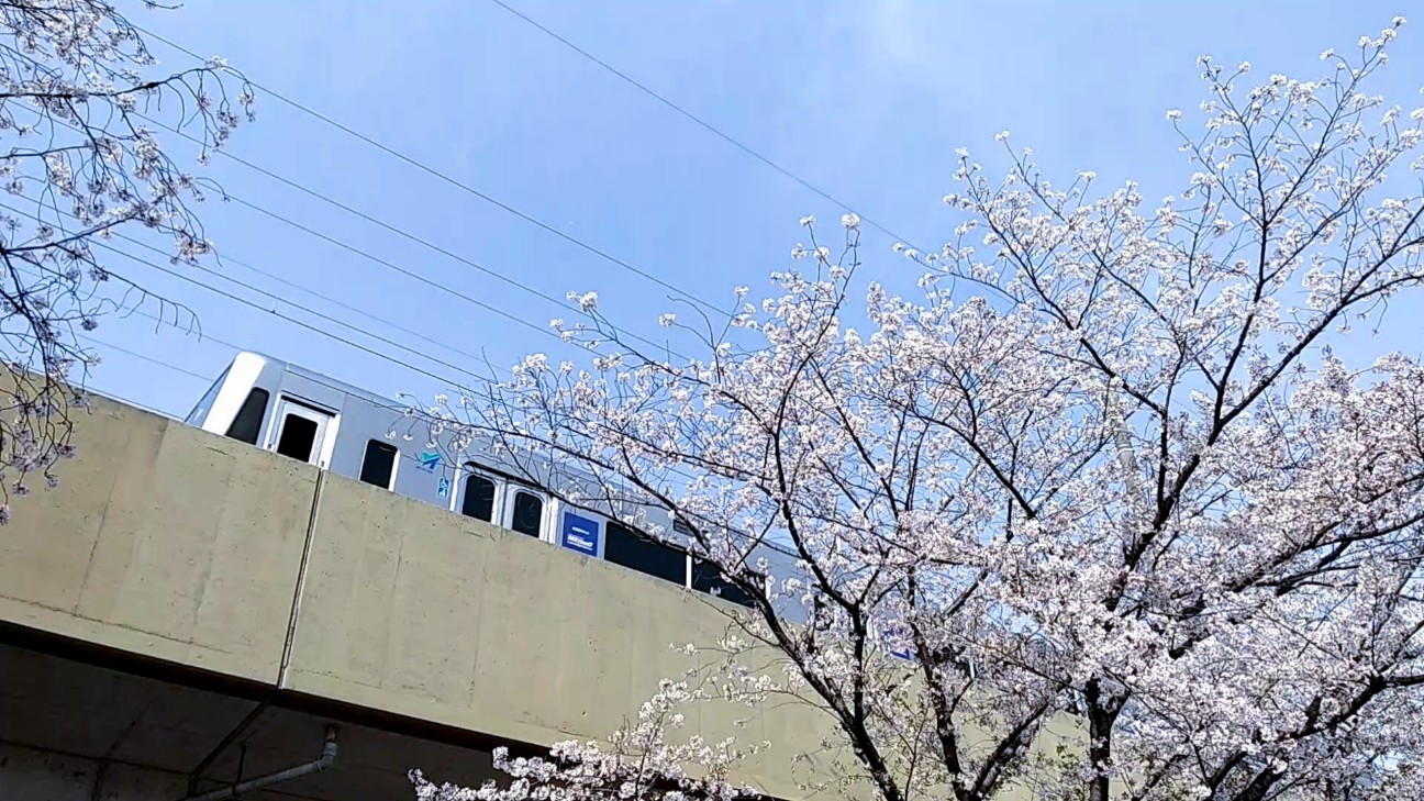 f:id:okinawa-rail:20230411221305j:image f:id:okinawa-rail:20230411221305j:image