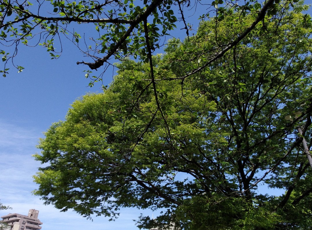 f:id:okinawa-rail:20230416215954j:image