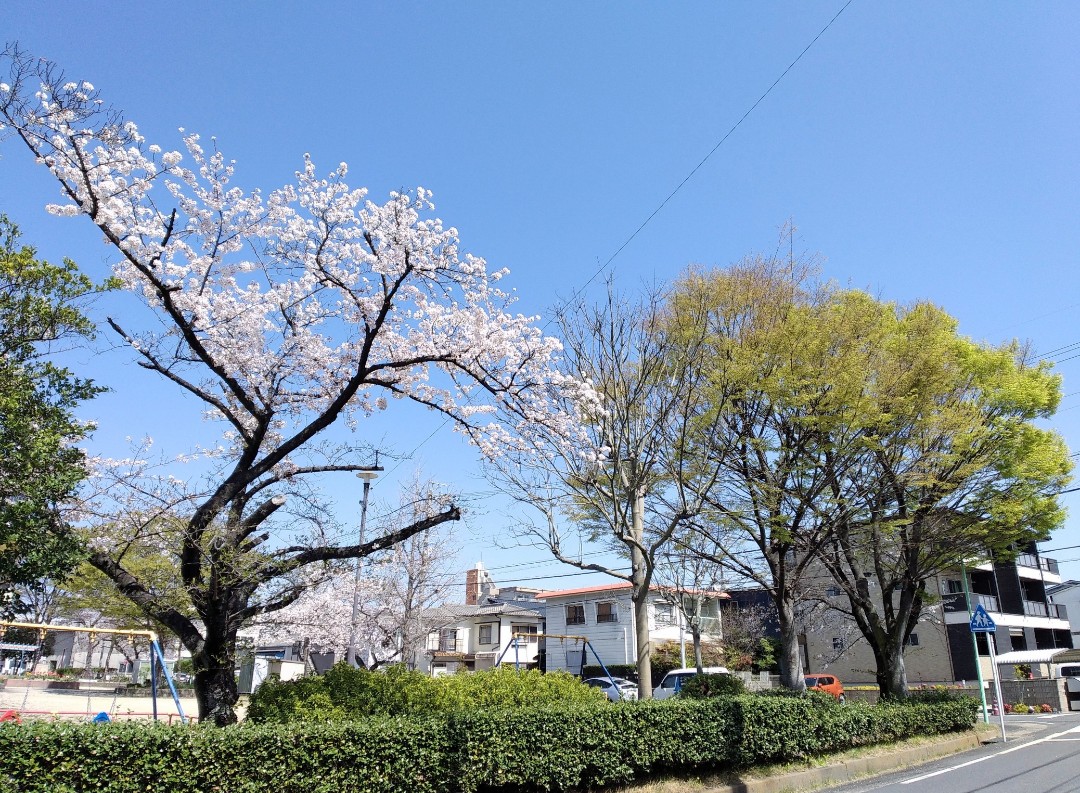 f:id:okinawa-rail:20230416221716j:image