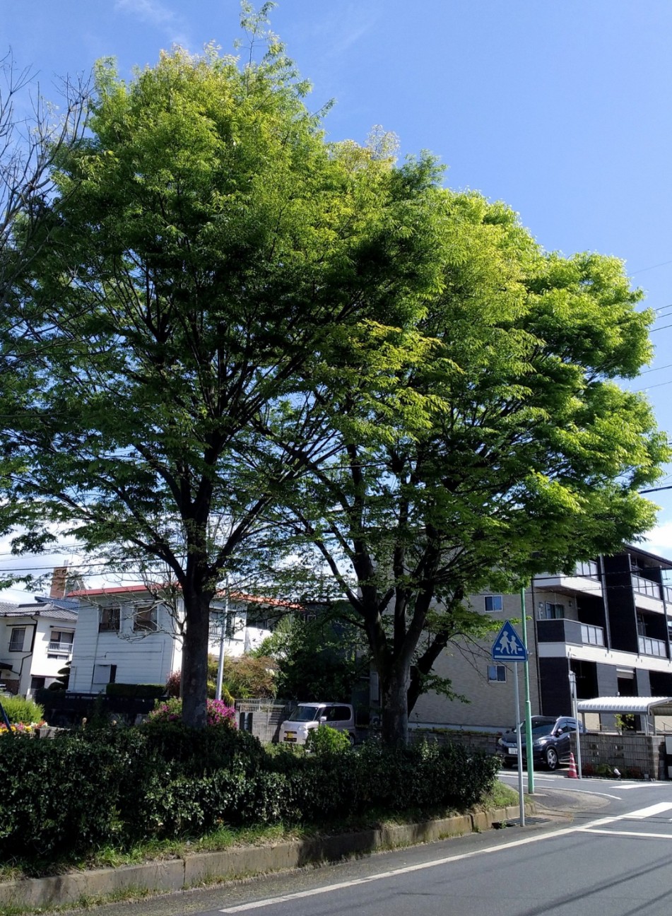f:id:okinawa-rail:20230416221837j:image