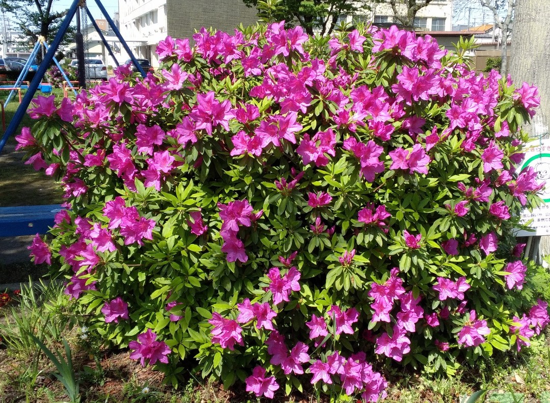 f:id:okinawa-rail:20230417215243j:image