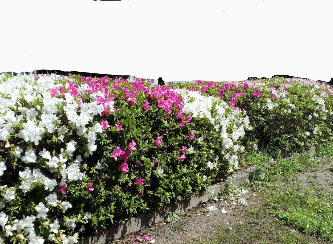 f:id:okinawa-rail:20230417221649j:image