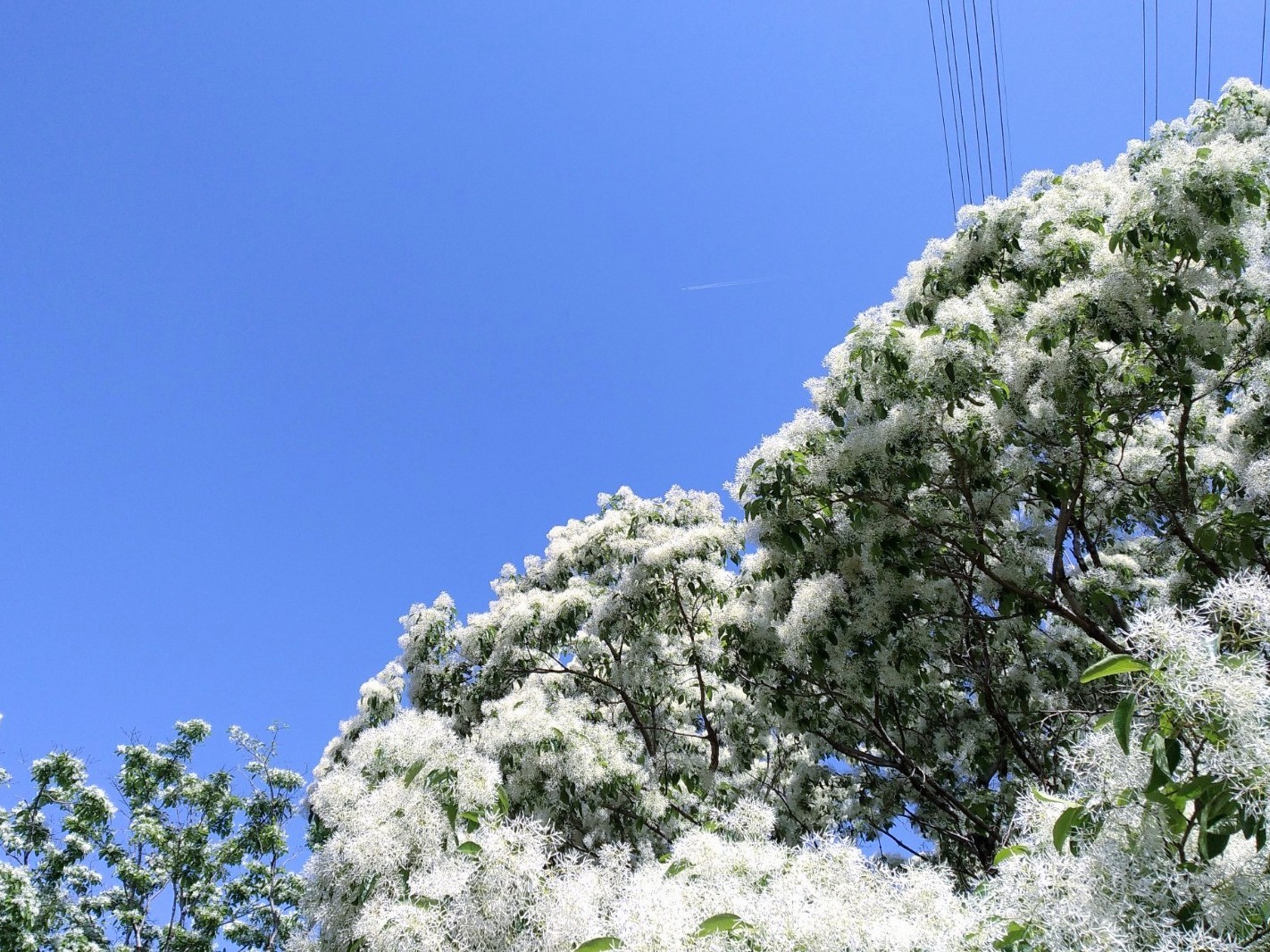 f:id:okinawa-rail:20230424213848j:image