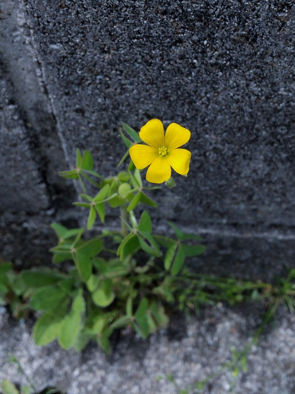 f:id:okinawa-rail:20230424221859j:image