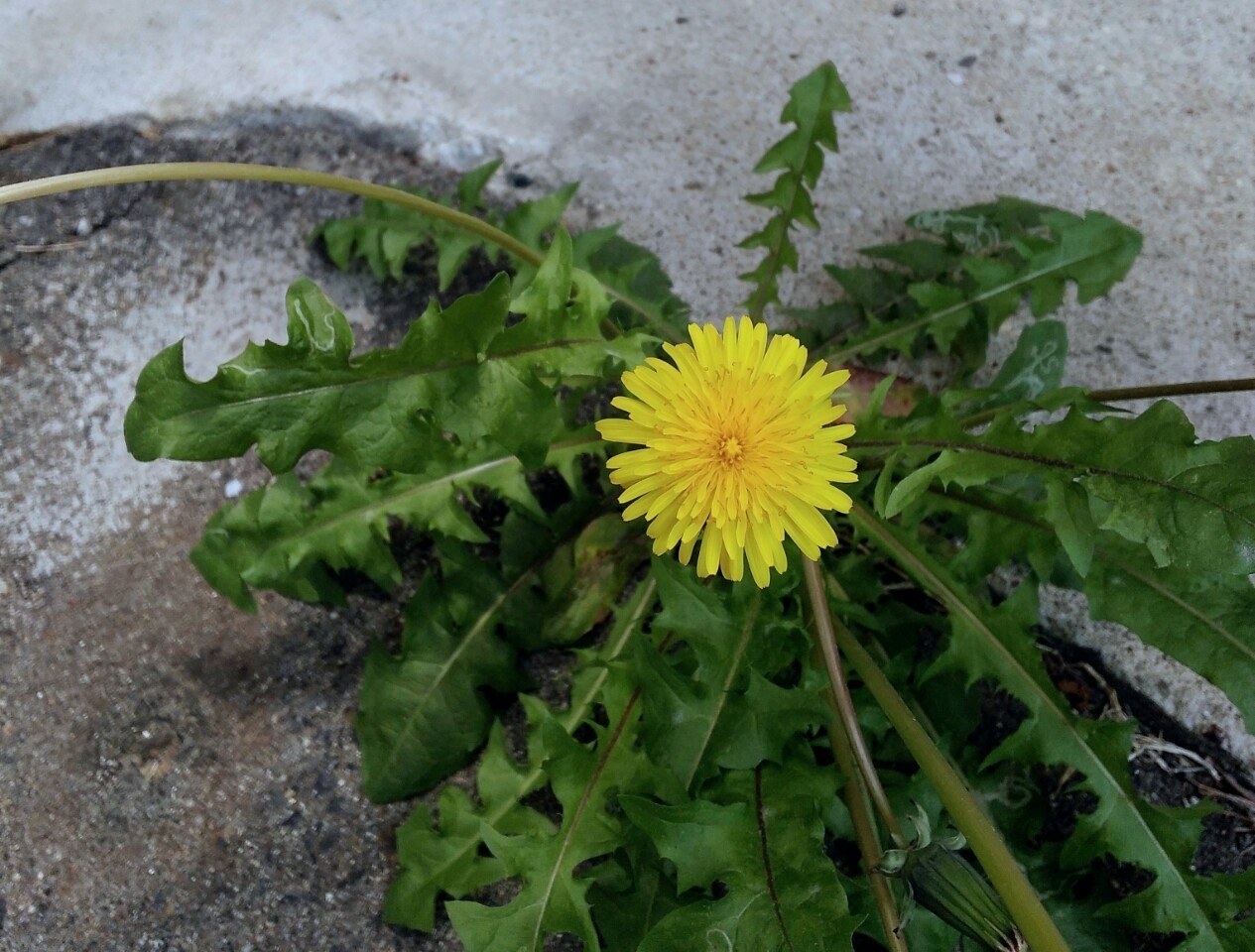 f:id:okinawa-rail:20230424221943j:image
