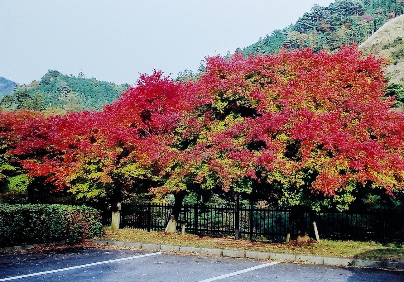 f:id:okinawa-rail:20231115222631j:image