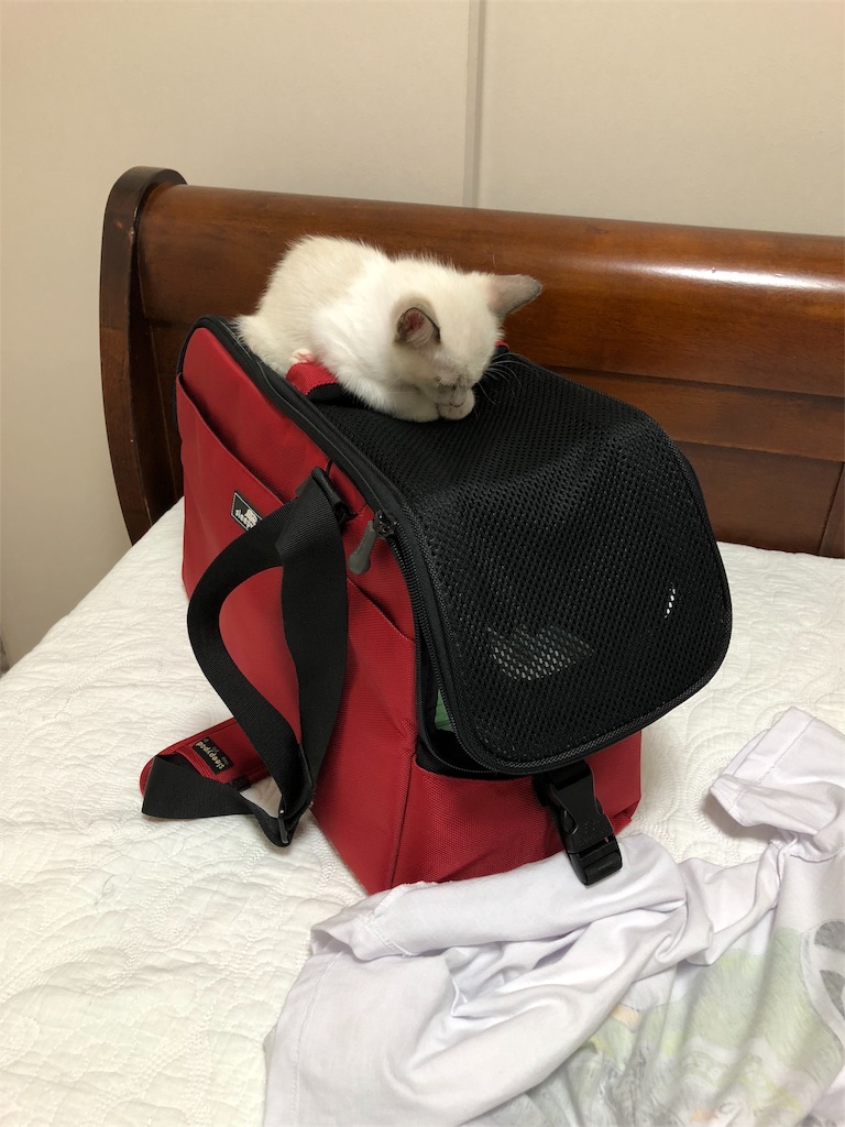f:id:okinawacats:20181001222435j:image