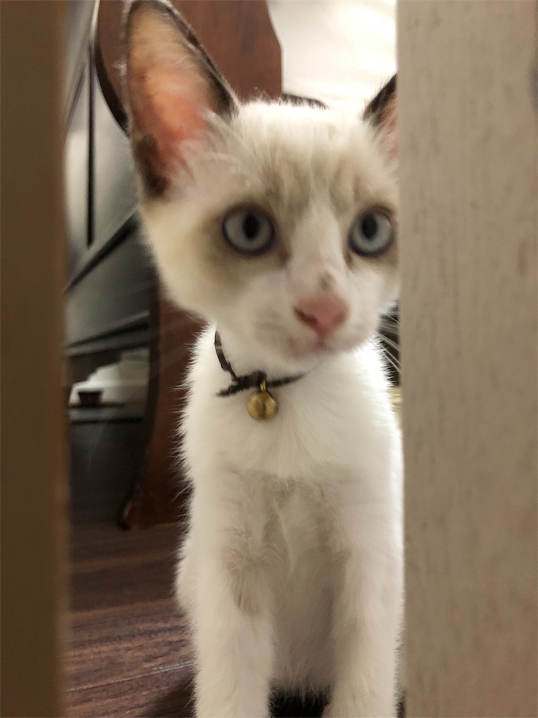 f:id:okinawacats:20181016074514j:image