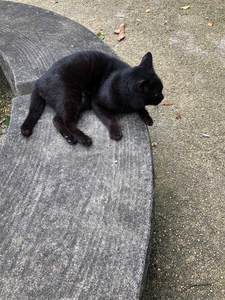 f:id:okinawacats:20181016135828j:image
