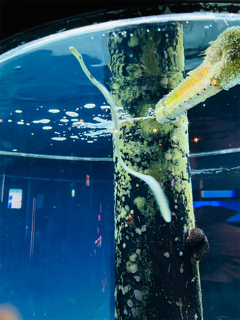 f:id:okinoren:20231203110458j:image