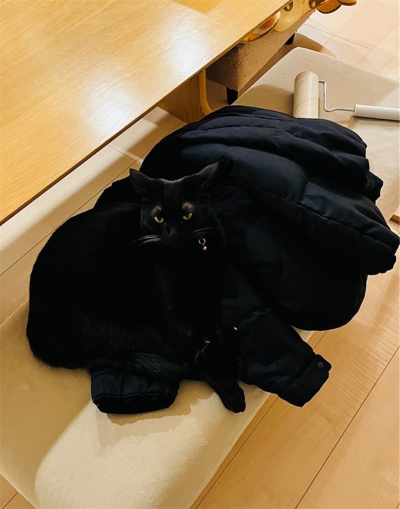 飼い猫】闇に紛れる忍者…猫を探せ - 楽しく健やかに暮らしたい
