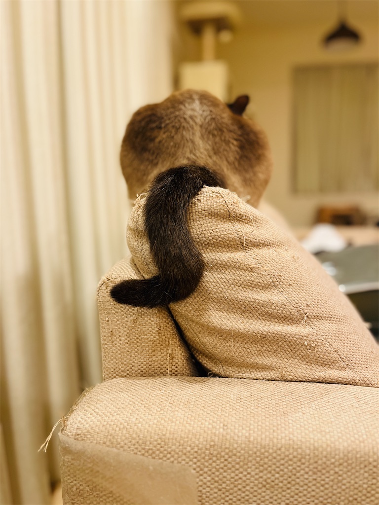 f:id:okinoren:20260504162543j:image