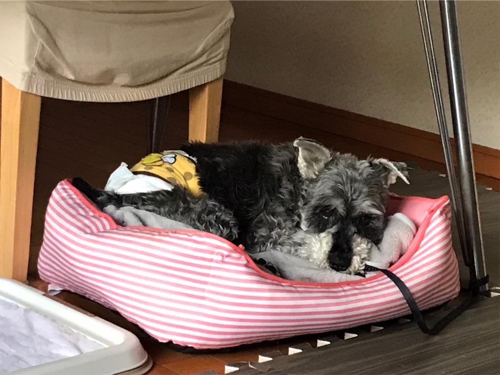 f:id:okirakumiko:20200525211936j:image