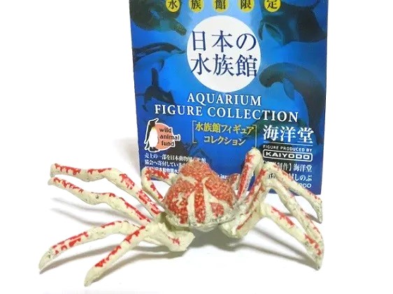 稀少レア四国太平洋沖深海生物タカアシガニふんどし腹リアル凹凸標本置物コレクション 日本の水族館 タカアシガニ - お気楽忍者のブログ 参ノ巻