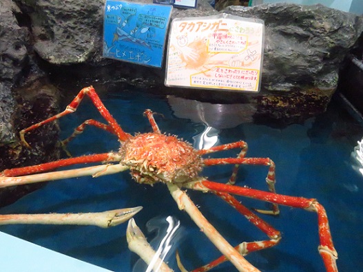 日本の水族館 タカアシガニ - お気楽忍者のブログ 参ノ巻