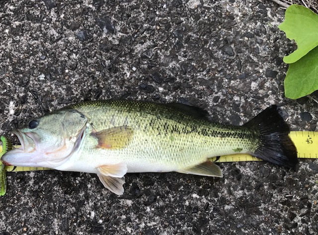 オカッパリで重宝する 俺の相棒ハートランド トリップセブン ベイト この釣りバカに爆釣を