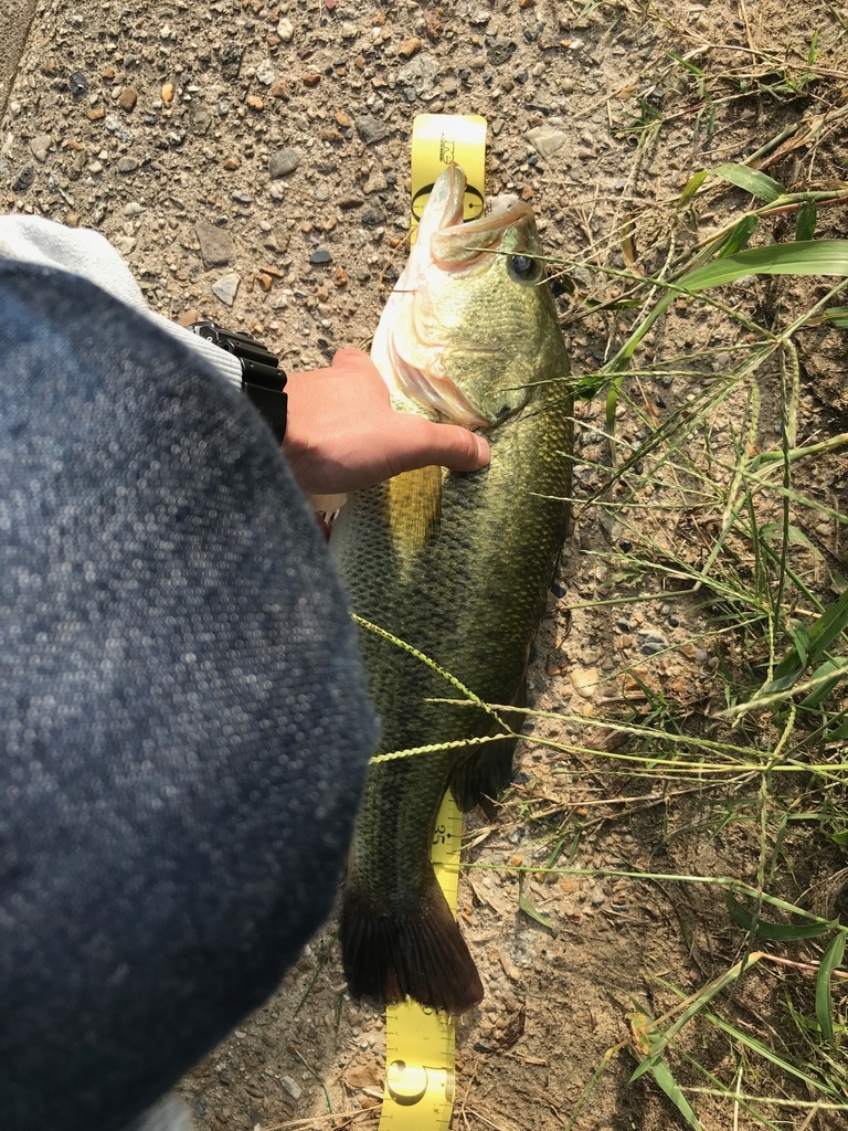 見えバス攻略 モノに隠せば見えバスは釣れる この釣りバカに爆釣を