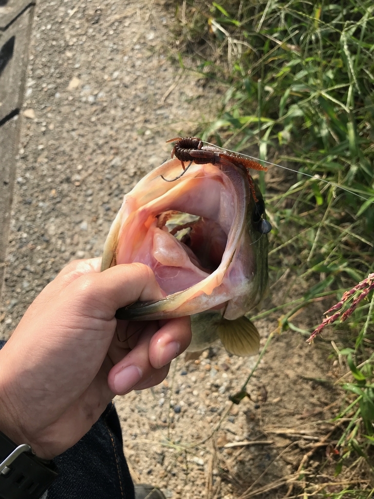 見えバス攻略 モノに隠せば見えバスは釣れる この釣りバカに爆釣を