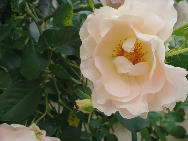 f:id:okirakuya-kimono:20180509180151j:image f:id:okirakuya-kimono:20180509180151j:image