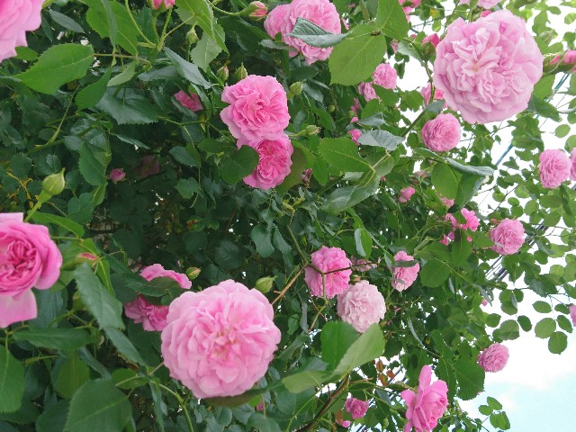 f:id:okirakuya-kimono:20180509180221j:image f:id:okirakuya-kimono:20180509180221j:image