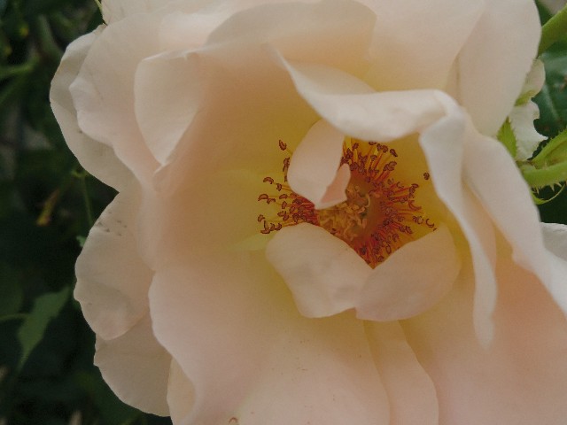 f:id:okirakuya-kimono:20180509180236j:image f:id:okirakuya-kimono:20180509180236j:image